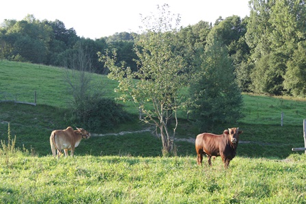 Zebu